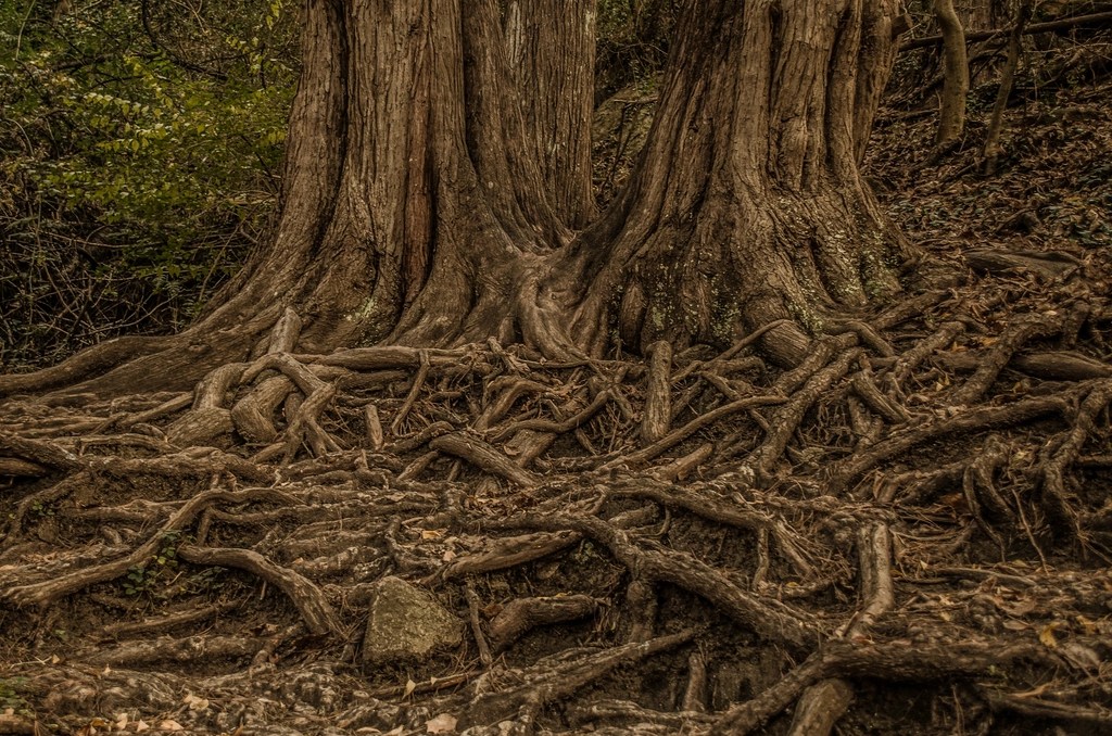 Free entangled tree roots image