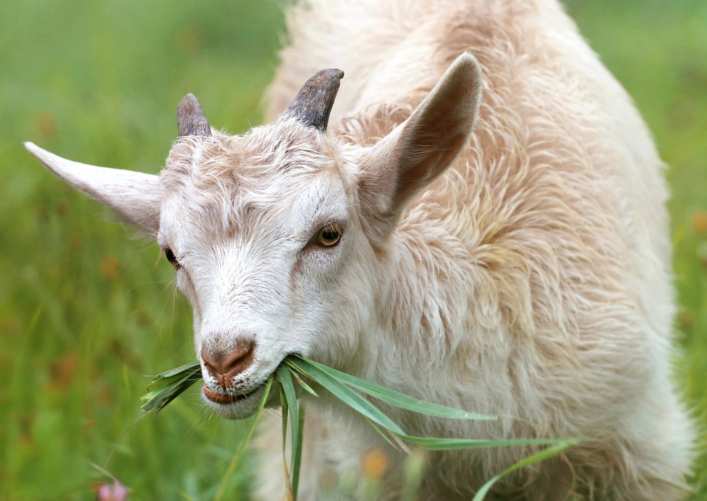 Free young white goat eating